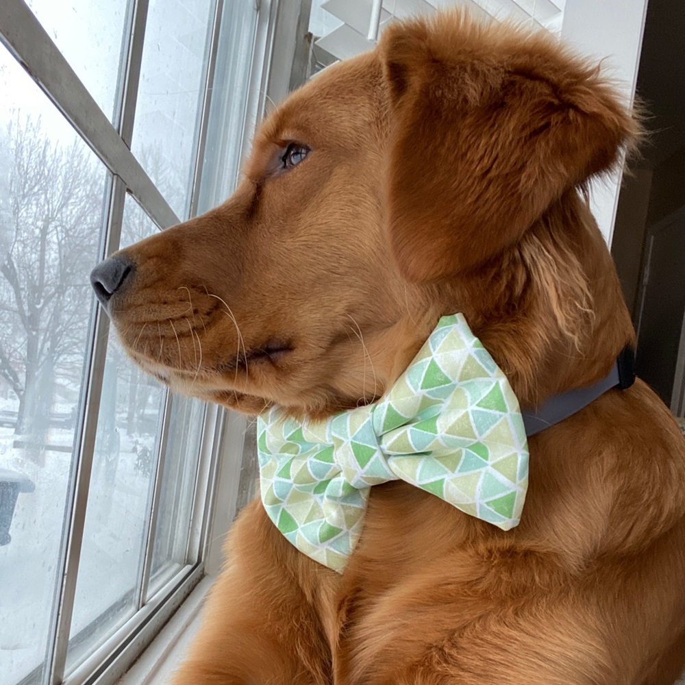 🟨Handmade Dog Bow Ties!